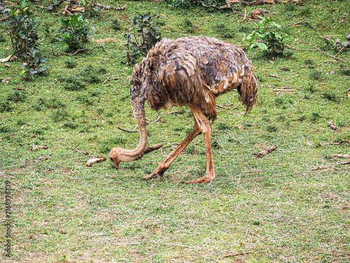 Common Ostrich (Struthio camelus) at Nairobi National Park Kenya