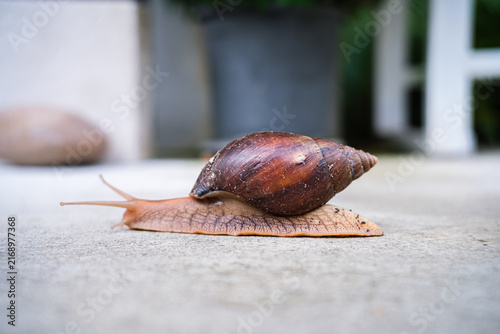 Canvas Print Close-up shot of a brown snail slowly crawling on a concrete ground surface with a shallow depth of field