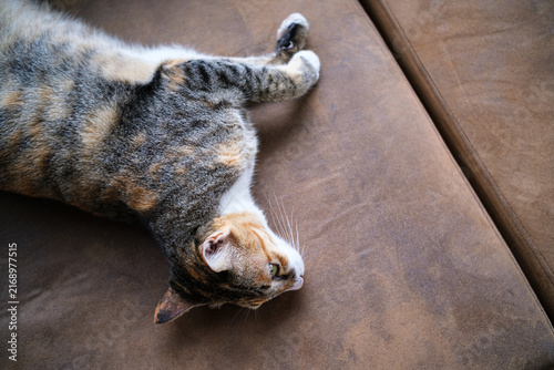 Quadro su tela A cute calico tabby cat lying down and relaxing on a soft brown leather couch indoors