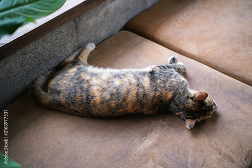 Photography A cute calico tabby cat lying down and relaxing on a soft brown leather couch indoors