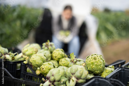 Plastic box filled with freshly picked artichoke stands on field plantation. Harvest season, wholesale supplies of greens, garden-stuff, worker in background