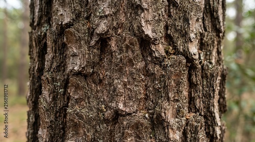 Close up view of rustic brown tree bark texture showcasing natural patterns and details