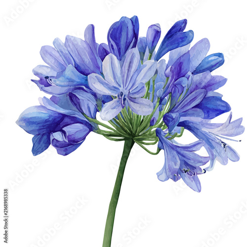 Принти на полотні Agapanthus watercolor artwork, high-quality professional vector illustration isolated on a white background