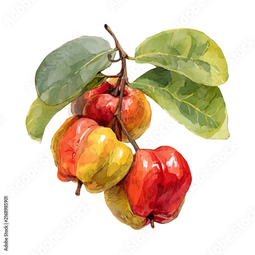 Canvas Print Ackee watercolor vector illustration, high-quality artwork isolated on a pure white background
