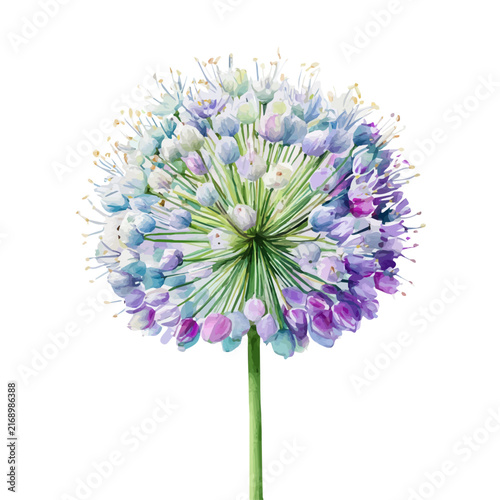 Fotografie Allium watercolor vector illustration, high-quality artwork isolated on a pure white background