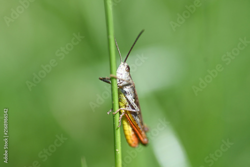 Foto grillo macro