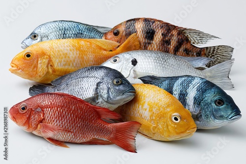 Colorful Fresh Tilapia Fish Assortment