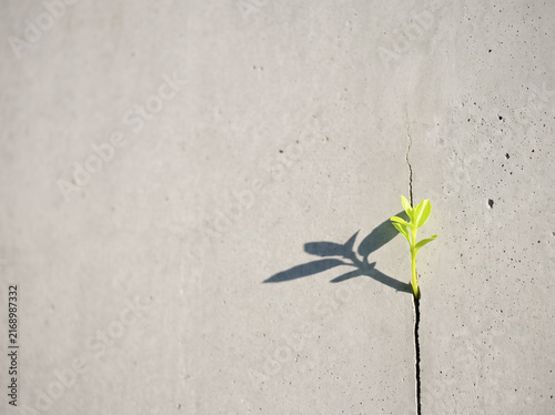 Resilience in Growth: A solitary sapling emerges from a concrete crack, its vibrant green leaves casting a hopeful shadow, symbolizing tenacity and the enduring power of life.