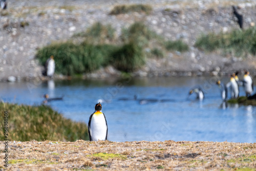 Fotografie Outdoor scene depicting a King Penguin - Aptenodytes patagonicus- colony on Tierra de Fuego, in Southern Chile