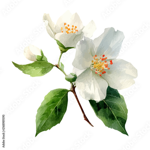 Konstfotografi Stylized watercolor Jasmine Flower vector, modern artistic illustration with high-quality details on a pure white background