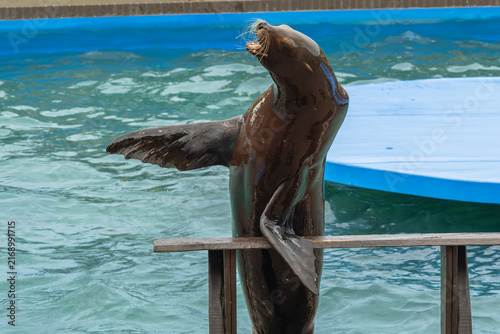 Canvastavla Sea lion standing upright on a wooden platform above water with its mouth open