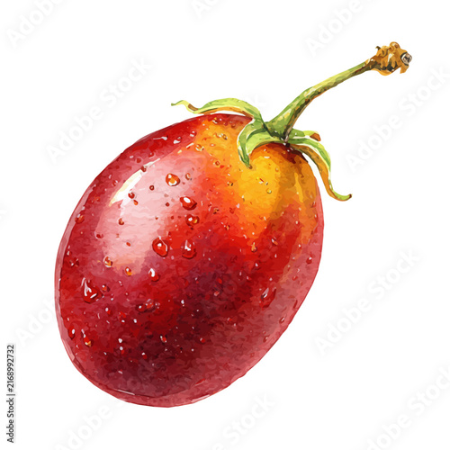 фотографія Tamarillo watercolor vector illustration, high-quality artwork isolated on a pure white background