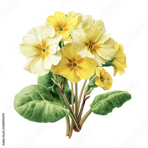 Fotografie Primrose Bouquet watercolor vector illustration, high-quality artwork isolated on a pure white background