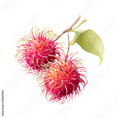 Canvas Print Rambutan watercolor artwork, high-quality professional vector illustration isolated on a white background