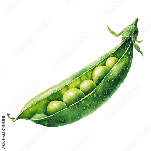 Obraz na plátně Pea Pod watercolor vector illustration, high-quality artwork isolated on a pure white background