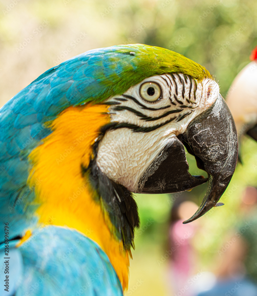 Naklejka premium Blue and Yellow Macaw Perched on a Tree Branch