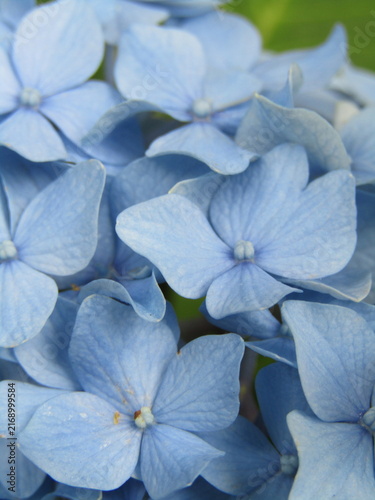 Light Blue Hydrangea flowers with deep ridges