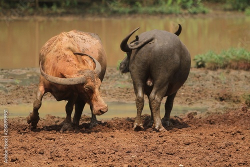 Fotografía A pair of albino water buffaloes can be seen standing in the muddy ground during