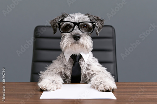 Dog wearing glasses and a tie, sitting at a corporate meeting table