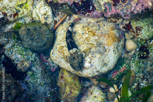 Photography Top-down view of a small sculpin fish camouflaged against rocky substrate in a shallow tidepool