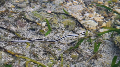 High angle shot of a slender black and white striped ribbon worm crawling across a sandy seabed. Detailed close-up of exotic marine life on an underwater reef shore.