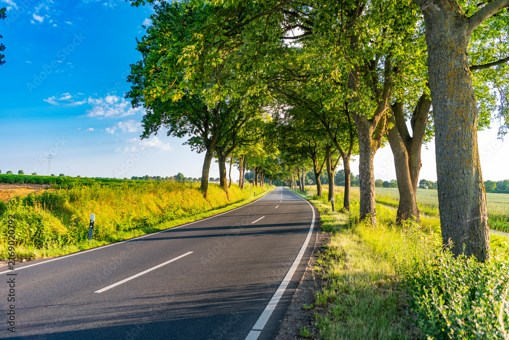 Fototapeta premium Scenic country way and spring nature. Rural road through alley. Rural way to village in countryside. Road in countryside. Country road with trees. Country road to village