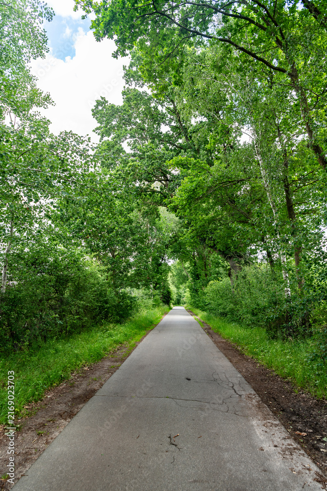 Fototapeta premium Touristic trail of empty road pathway in forest or park with green lush nature. Path way. Nature in mixed forest. Summer park nature. Public park nature forest. Green forest wood in summer
