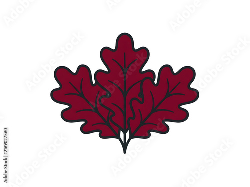 Vector icon of oak leaves, dark red burgundy autumn foliage illustration