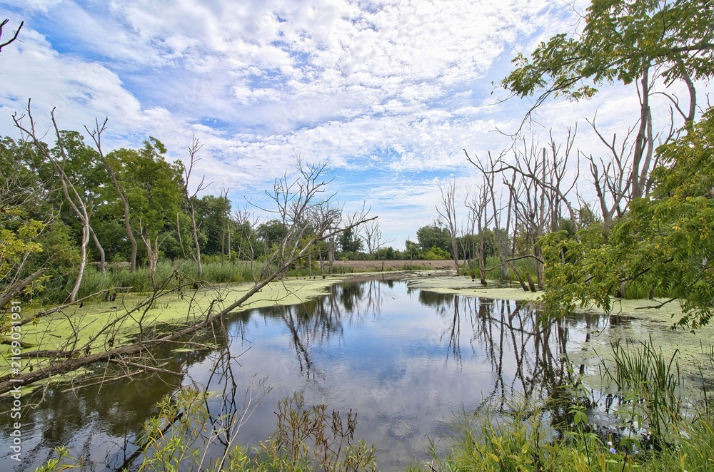Fototapeta premium A summer’s day view of a small pond with railroad tracks in the distance along the Des Plaines River Trail near Gurnee, IL
