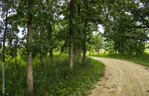 Foto On a cloudy summer day, the Des Plaines River Trail curves past trees in a forest preserve near Wadsworth, IL