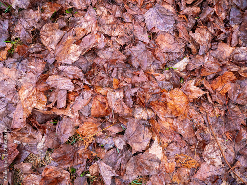 Wet Autumn Maple Leaves Covering the Forest Ground in Quebec