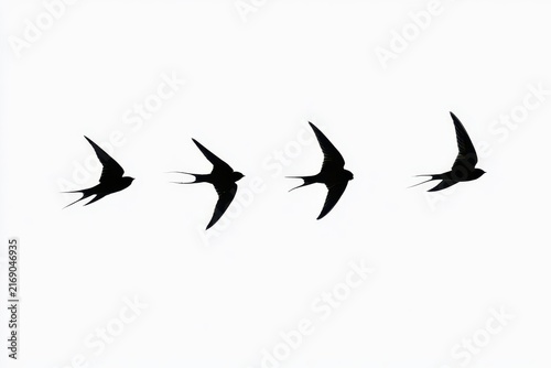 Silhouette of four swallows flying in a row isolated on white background