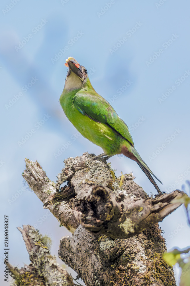 Naklejka premium A southern emerald toucanet with something in the bill