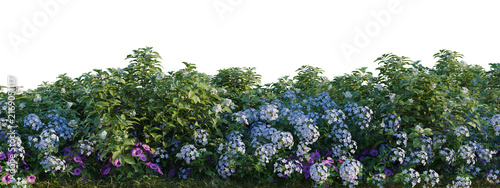 Fotografie Petunia hybrida, Plumbago auriculata and Tabernaemontan tree shrub, plant bush,