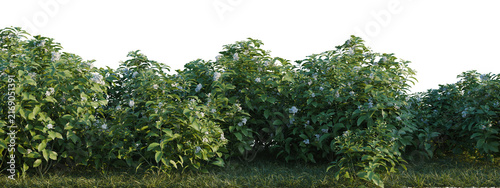 Tabernaemontana divaricata tree shrub, plant bush, cutout, isolate transparent background, Lush blooming shrubbery with delicate flowers on a patch of vibrant green grass - nature backdrop.