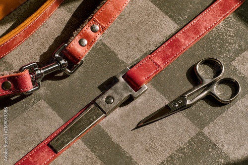 Dog leash, in an overhead layout with balanced spacing and soft shadows