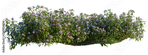 Melastoma affine tree shrub, plant bush, cutout, isolate transparent background, Detailed Purple Flowering Bush with Lush Foliage on a Grassy Mound - High Resolution Image