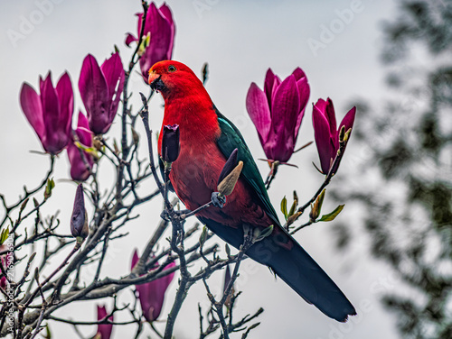  Winter King Parrot In Magnolia Tree