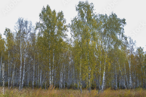 Foto Silver birch (Betula pendula)