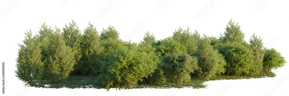 Fototapeta premium Sabina pingii tree shrub, plant bush, cutout, isolate transparent background, Dense lush green shrubs and small trees with grass and foliage, ideal for landscape design.