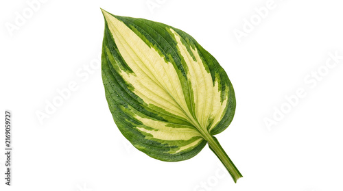 Detailed watercolor illustration of a vibrant green and yellow variegated leaf isolated on white background.