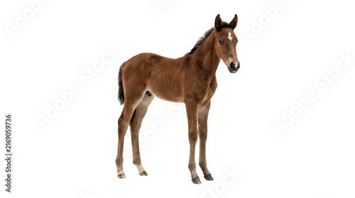 Cute brown foal horse standing isolated on white background.