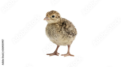 Cute little turkey poult standing isolated on white background.
