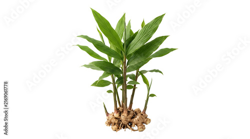 Fresh growing ginger plant with green leaves and rhizome.