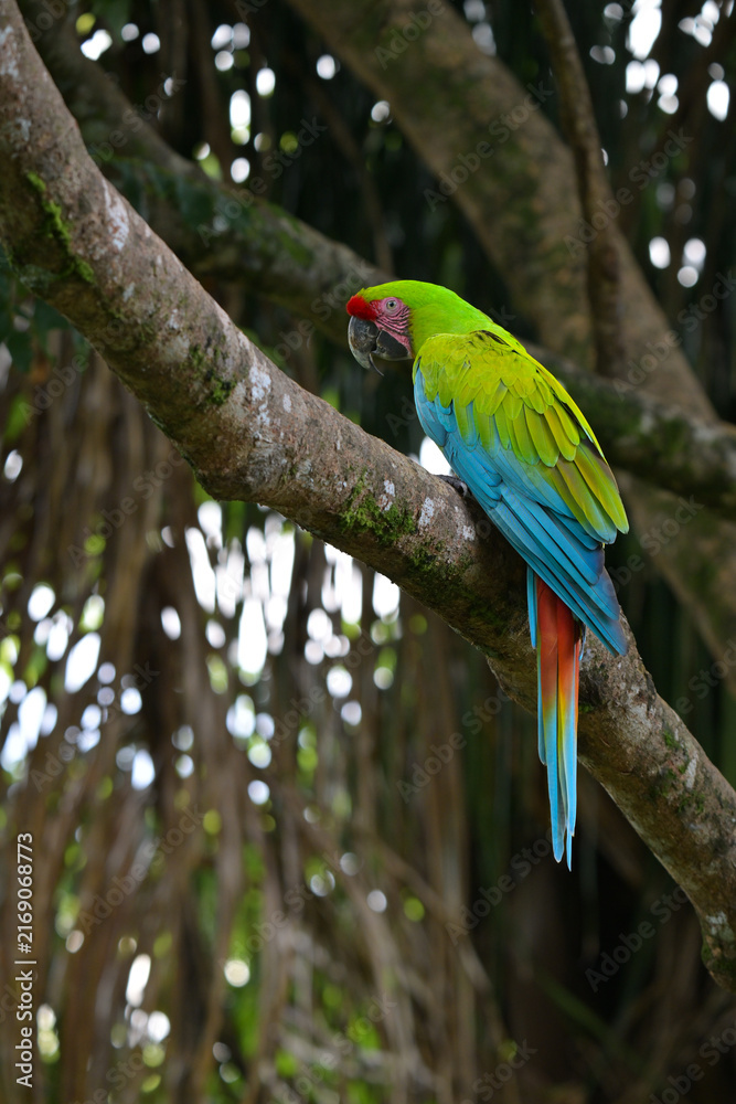 Fototapeta premium Bechsteinara in Costa Rica