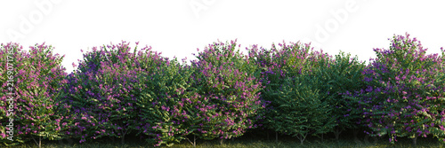 Bauhinia purpurea tree line, Forest Edge, Backdrop cutout, isolate transparent background, Row of flowering lilac bushes with vibrant purple blooms in a lush green landscape.