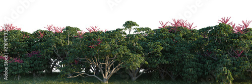 Schefflera actinophylla tree line, Forest Edge, Backdrop cutout, isolate transparent background, Lush tropical forest edge with vibrant pink flowers, perfect for nature backgrounds and scenic views.