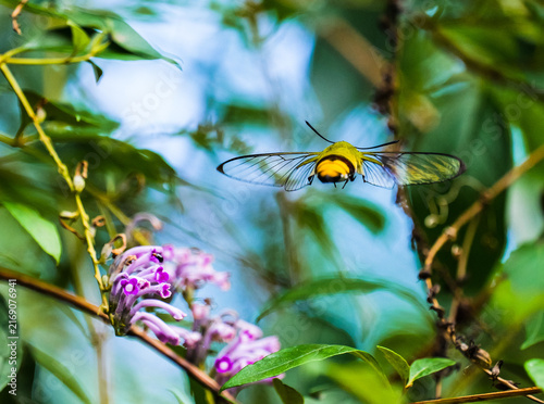 Foto HD insect ecology footage: hummingbird hawk-moth flying off a flower, close-up o