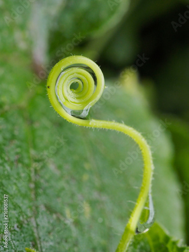 Obraz na płótnie Spiral Plant Tendril in a Macro Close-Up