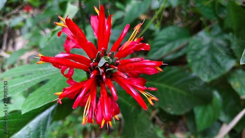Bright Red Yellow Tipped Flower Close Up